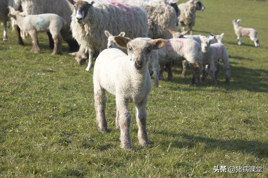 羊病的防治与管理,羊有虫养羊技术与羊病防治