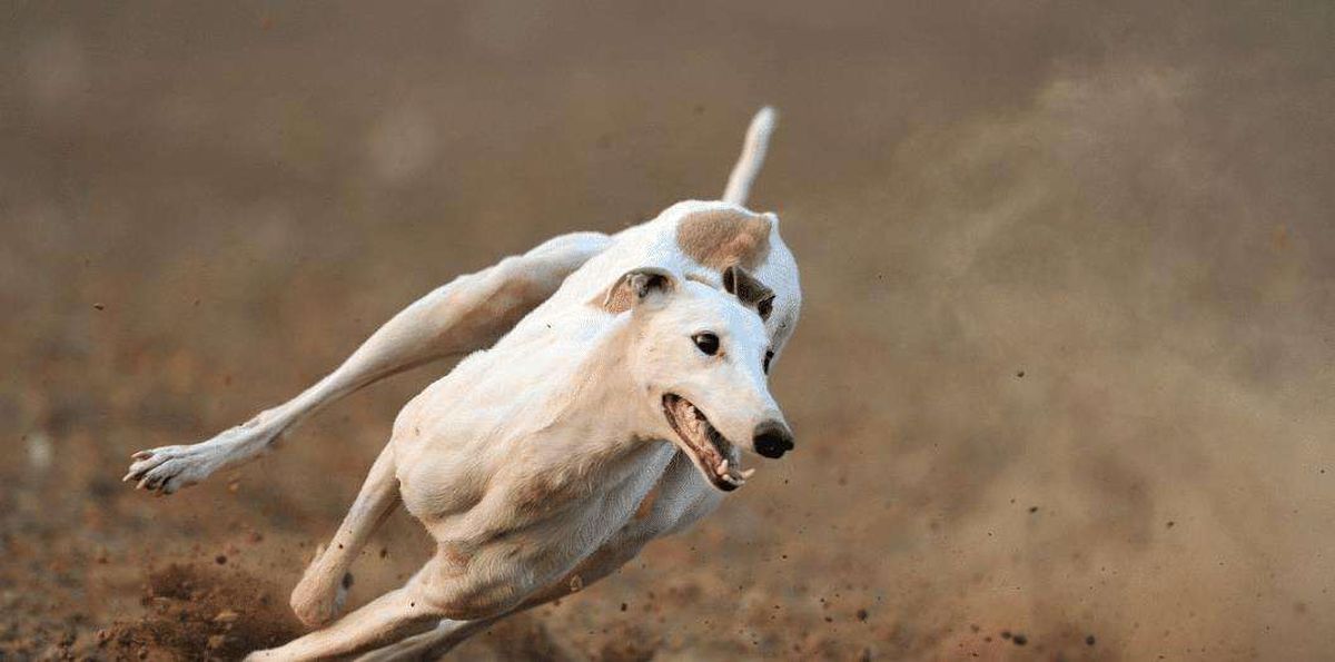 女童被狗咬伤后续狗主人,女童被大型犬咬伤原视频