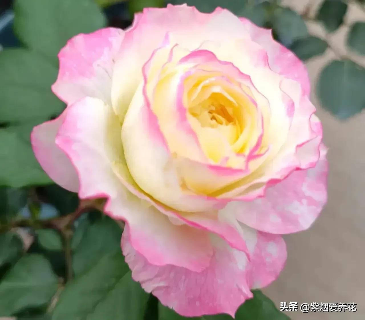 我不禁问自己,靠卖花能攒够钱买高合HiPhiY吗?