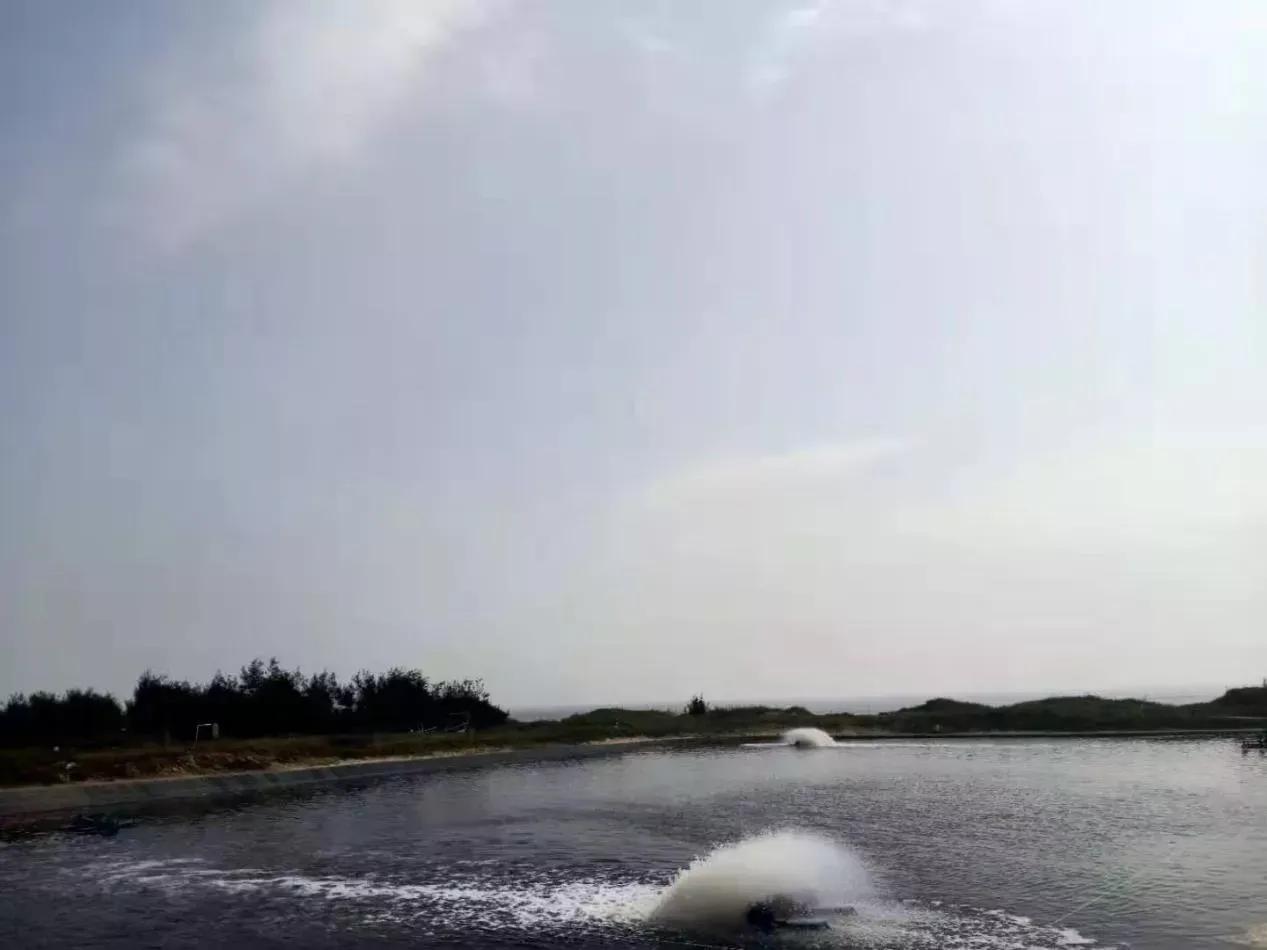 春季鱼塘如何防止生病,春季鱼塘怎么消毒