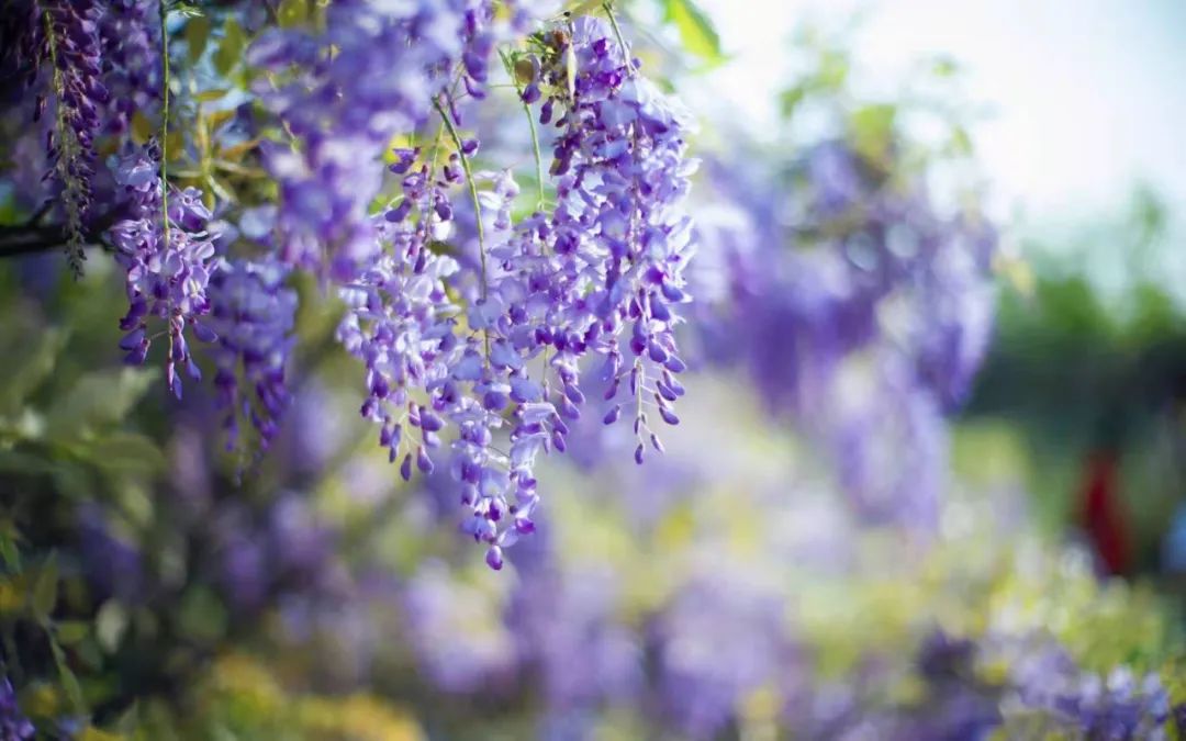 紫藤花，一锅炖不下的豆科，也有浪漫的一帘幽梦｜花名册No.00079