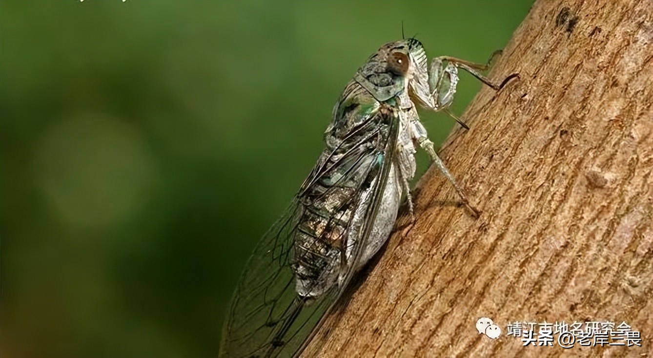 吴语靖江话,吴语靖江话方言