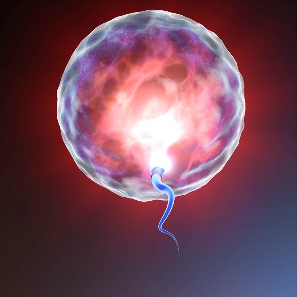 卵子对精子有选择的机会吗,卵子偏爱哪类精子