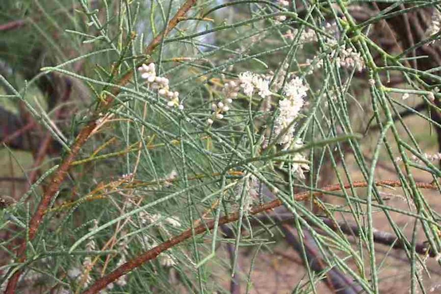 迪拜适合养什么植物,迪拜常见花草