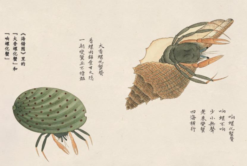 无穷小亮的科普日常海洋生物,无穷小亮的科普日常美丽的海洋25