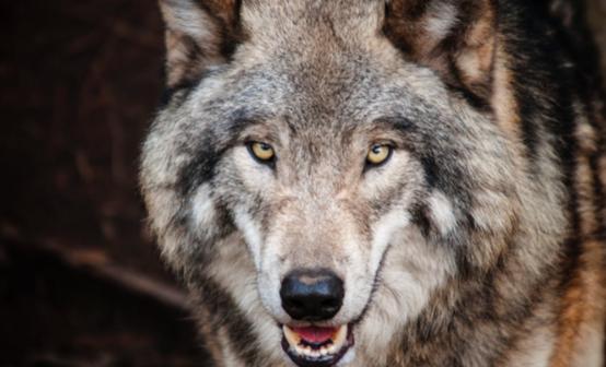 女足为何能逆转绝杀韩国队,女足为什么比男足厉害那么多