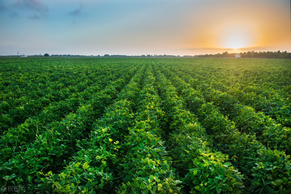 中国有机和绿色食品认证靠谱吗,中国有机和欧盟有机哪个好