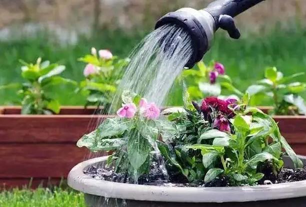 刚移栽花卉如何浇水视频,移栽花卉的方法和注意事项