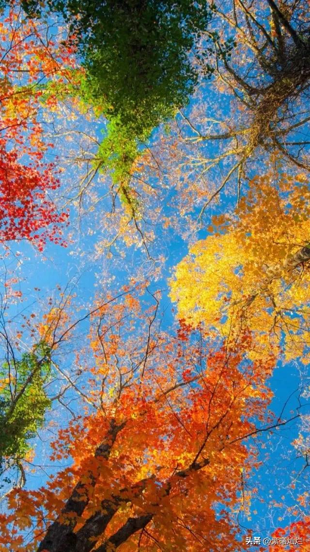 一地落叶渲染了秋色惊艳了时光,秋风亲吻银杏叶