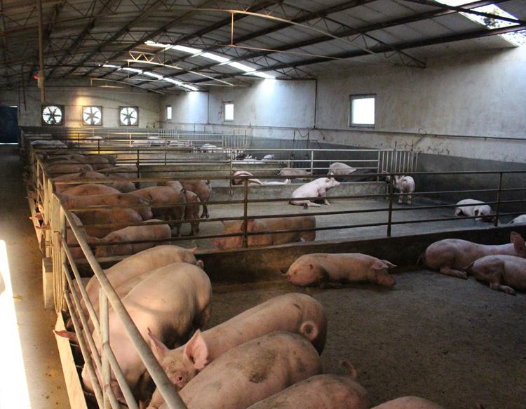 现在养猪还挣钱吗,养猪赚钱吗现在还有前景吗