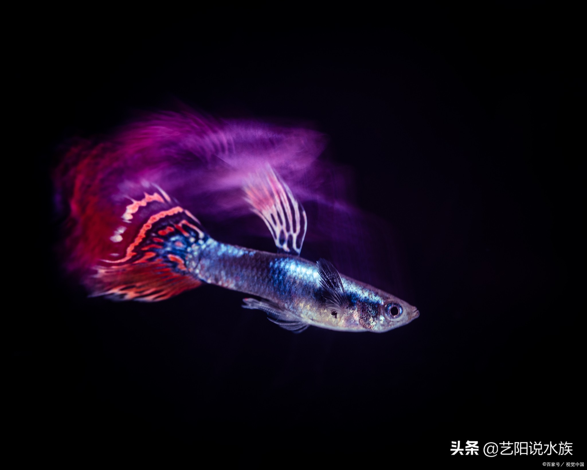 怎么养的孔雀鱼老是死,为什么养的孔雀鱼老是死呢