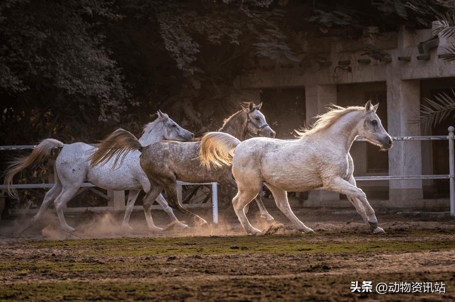 马能跑多快最好,马能跑多快视频