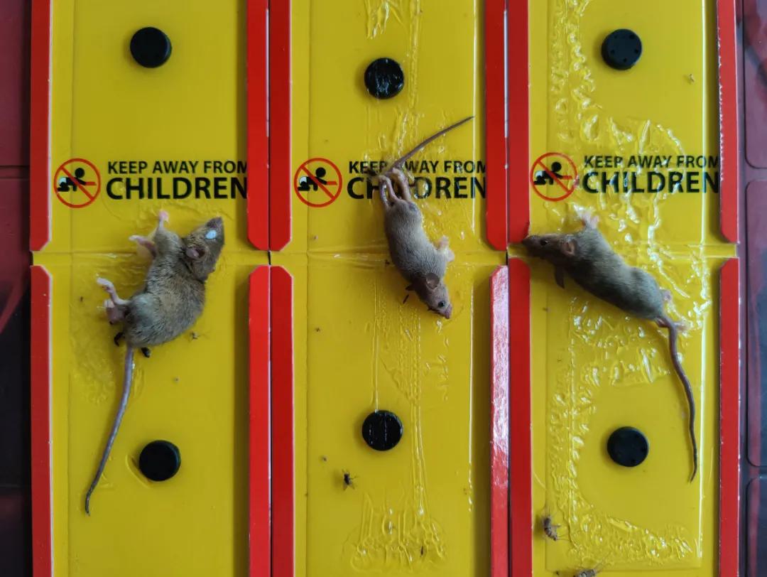 集中营六记,集中营逃亡7年