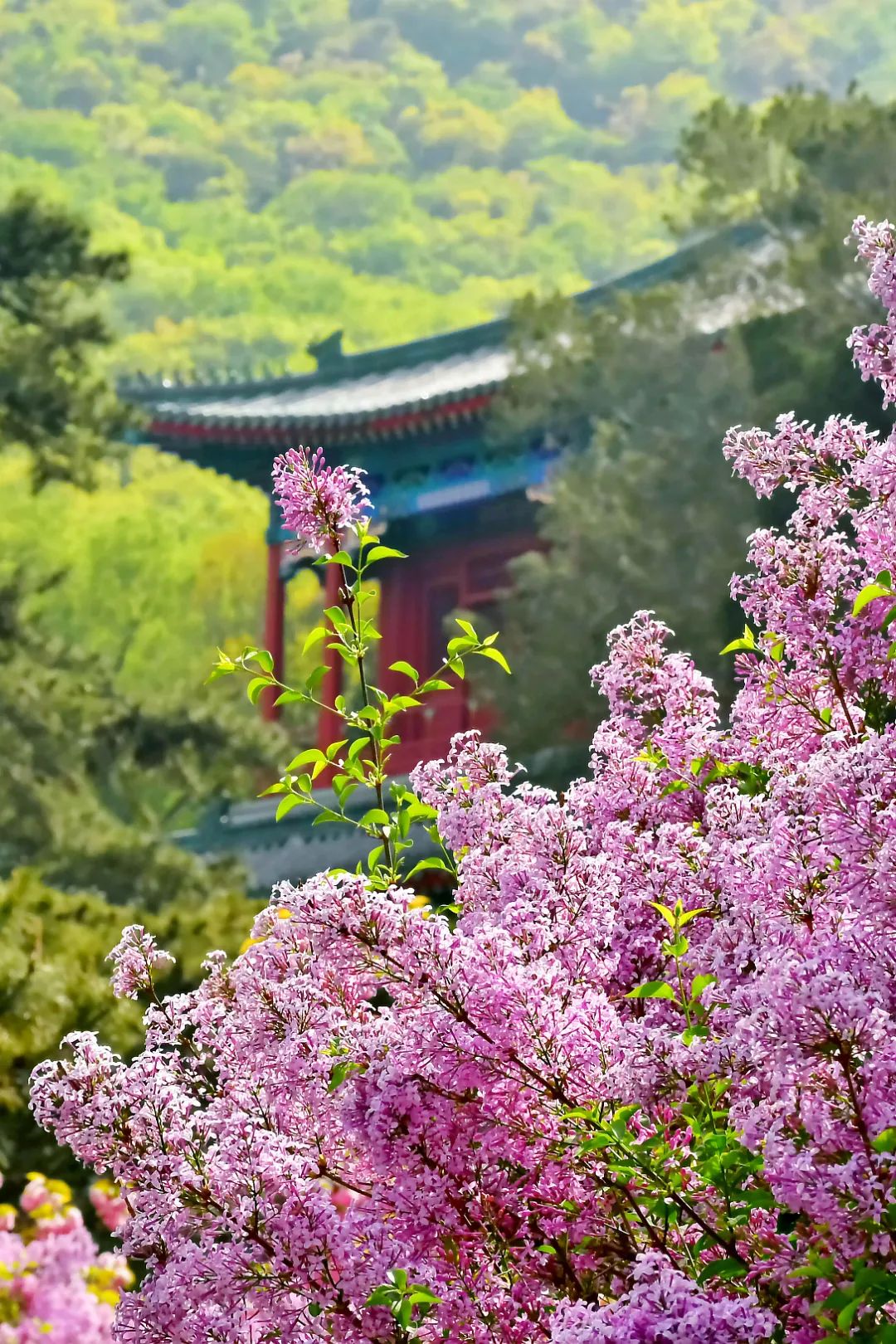 中国最灵的寺庙雍和宫,不要再去一个人挤人的景点