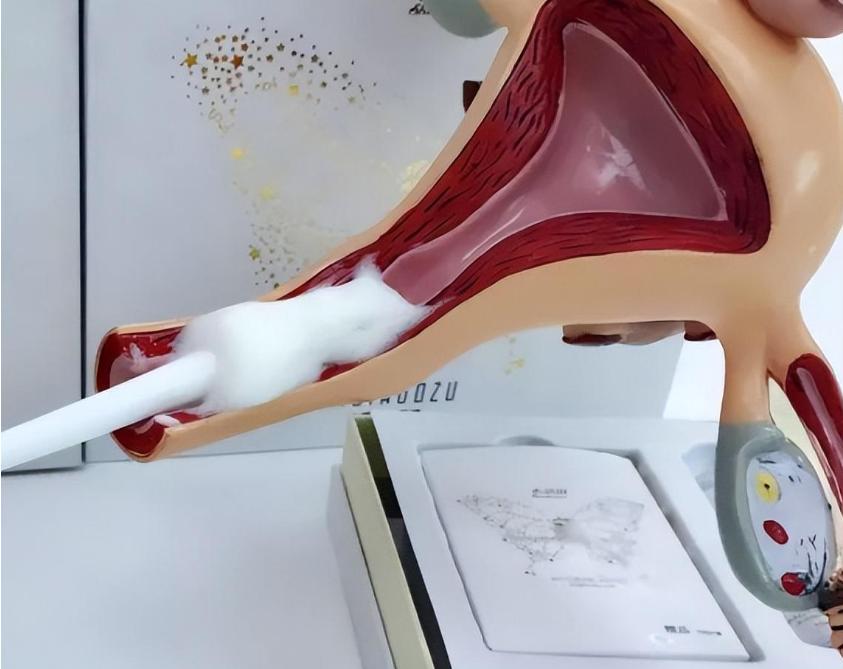 你知道女性的阴道有多长吗？或许和你所想，完全不同！