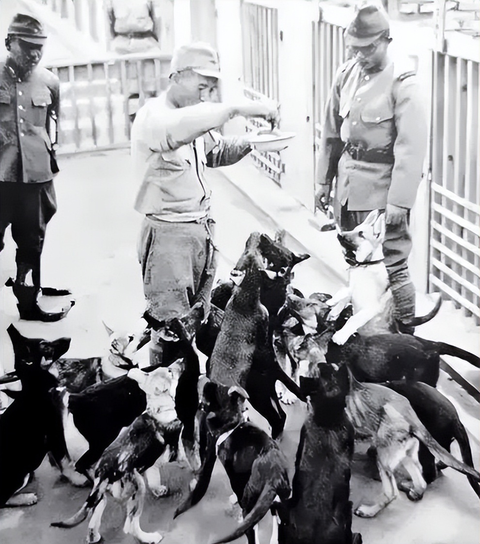 1939年鬼子狼狗部队“无人可挡”,董翰良训化中华田园犬,轻松制服