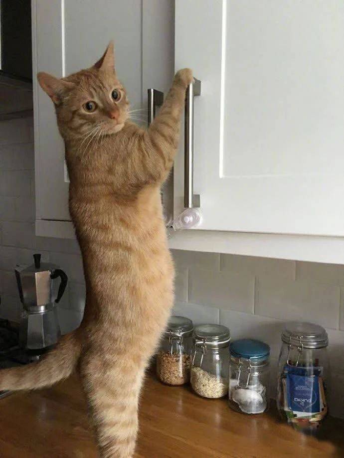 低智商猫的十大特征,高智商的猫都有哪些表现