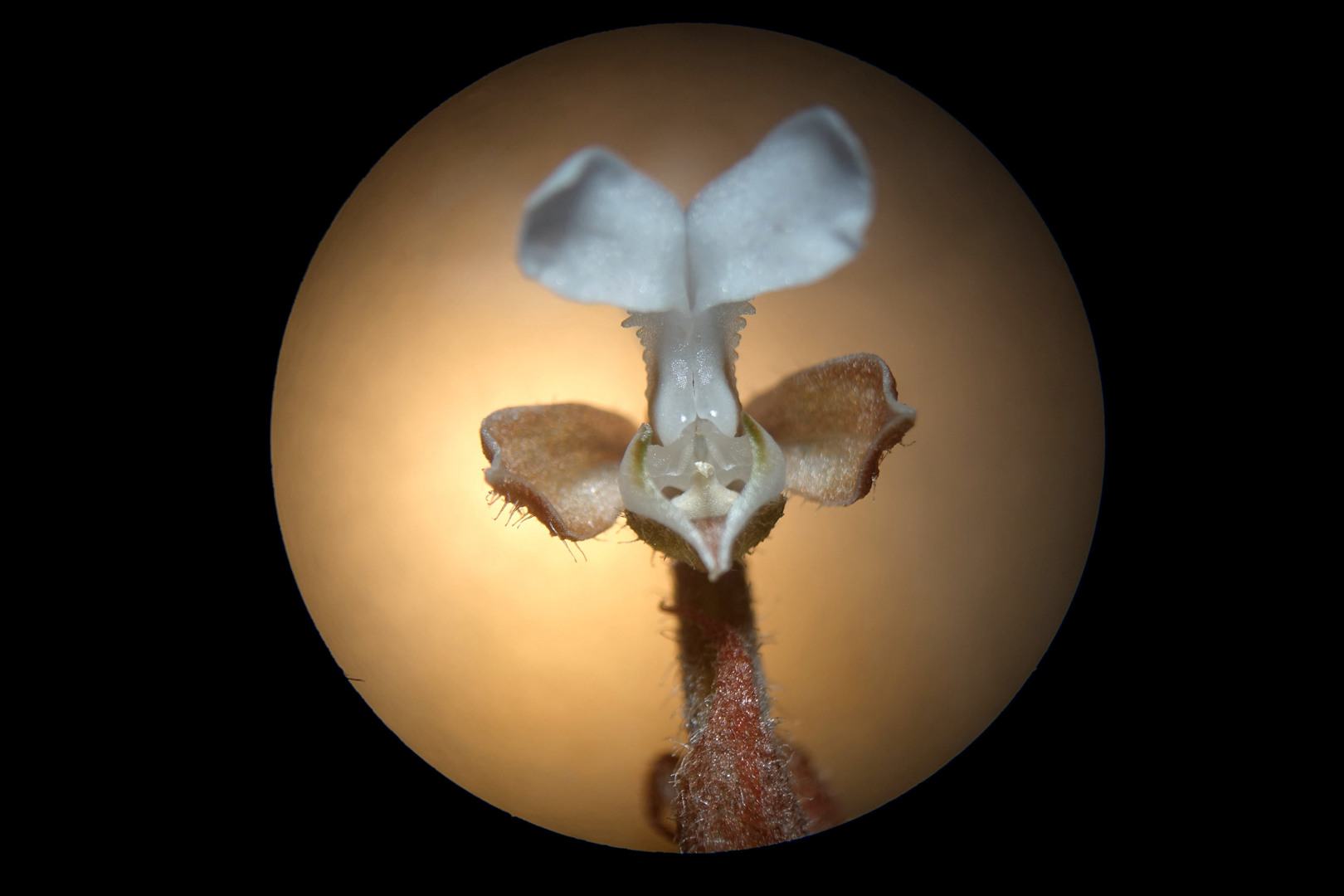 海曙龙观乡深山中首次发现珍稀兰科植物——浙江金线兰