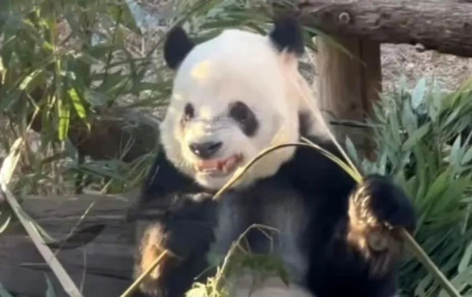 北京动物园有大熊猫丫丫吗,大熊猫丫丫送到动物园的视频