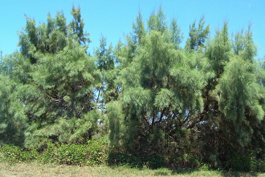 迪拜适合养什么植物,迪拜常见花草