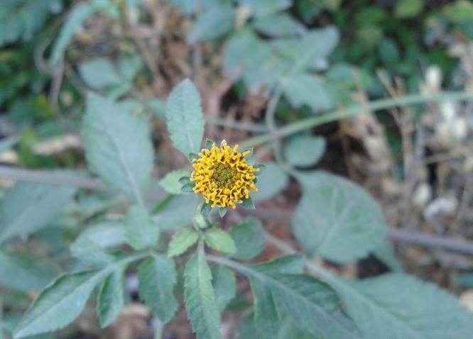 金盏银盘三叉苦功效与作用,金盏银盘是什么药