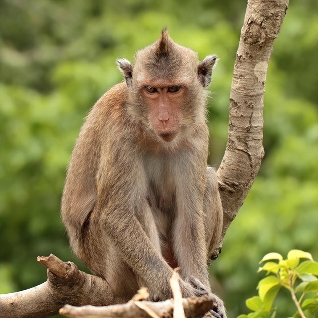 实验猴价格暴涨20余倍,实验猴价格飙涨20倍的原因
