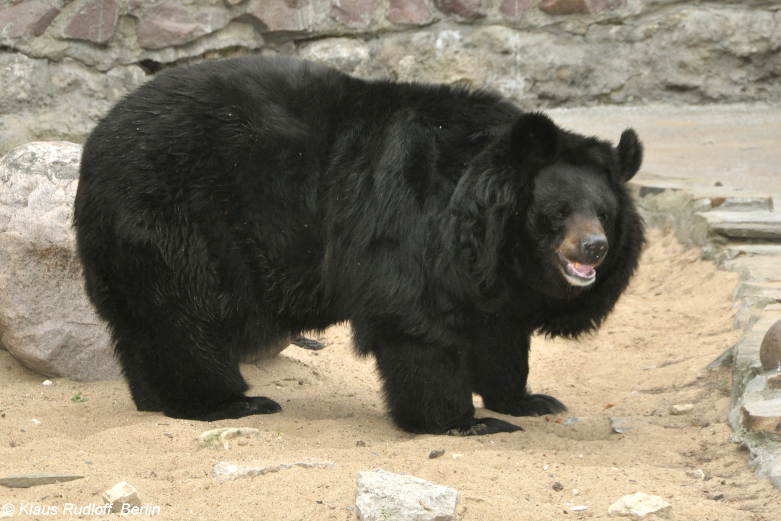 野外遇到熊该装死还是爬树呢,农民山中被熊咬腿没想到熊会爬树