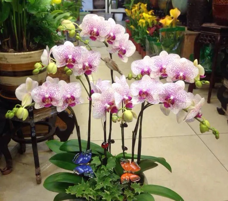 新手养蝴蝶兰技巧,新手养蝴蝶兰怎么养