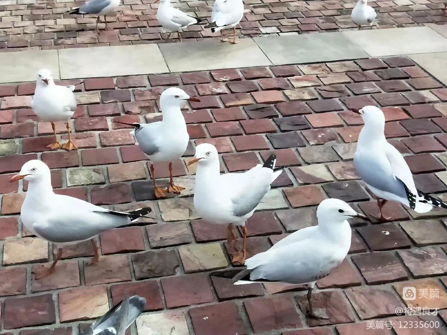 墨尔本旅游文化名城,游澳洲墨尔本