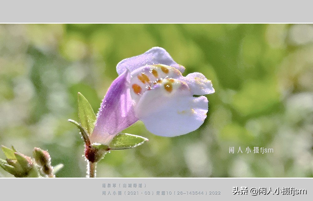 微距摄影就是近距离拍摄微小物体,微距摄影和近距离摄影有区别吗