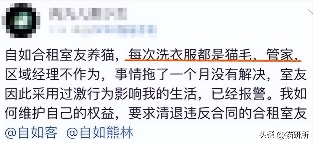 合租室友养猫哪里都是猫毛,合租养猫怎么让猫不吵到别人