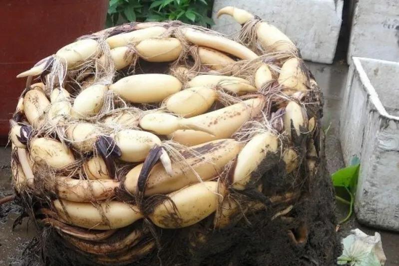 大缸种藕的种法,缸种藕几棵合适