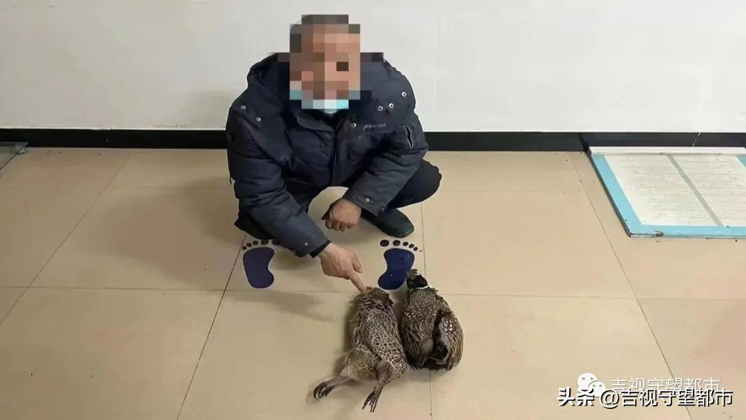 上山套野鸡，“三有动物”当年货？