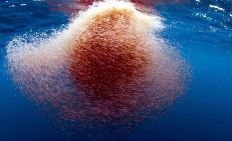 磷虾为什么被人类吃掉,人类捕食南极磷虾有多危害