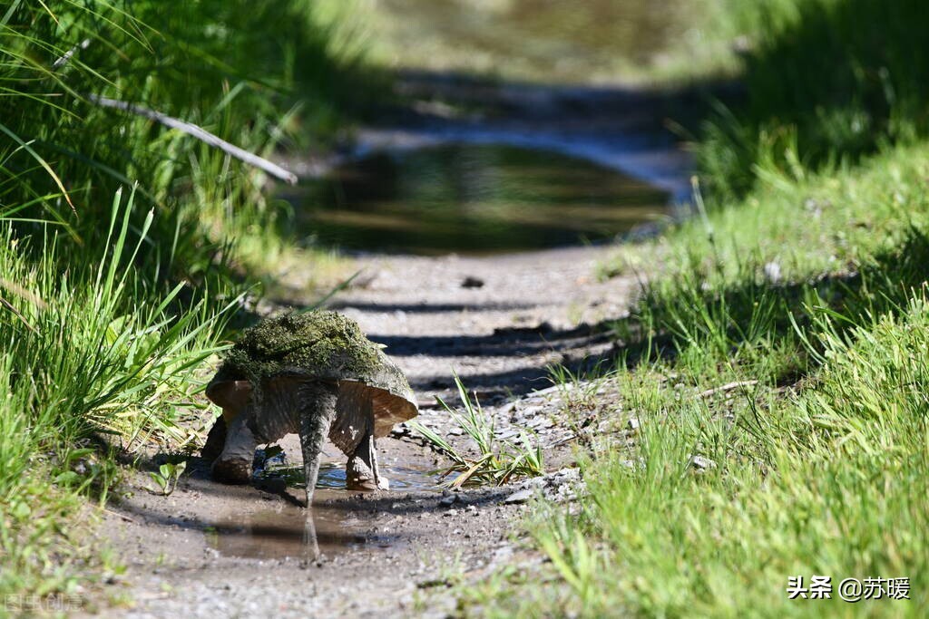 龟如何预防肝脏病,龟龟怎么才能让它不应激
