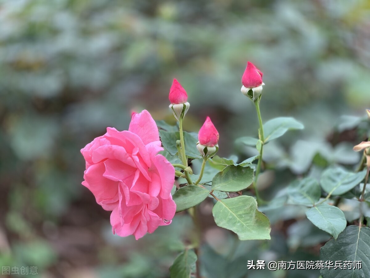 春日吃花,夏日吃瓜!有何道理?春天有哪些花可吃,各有什么作用