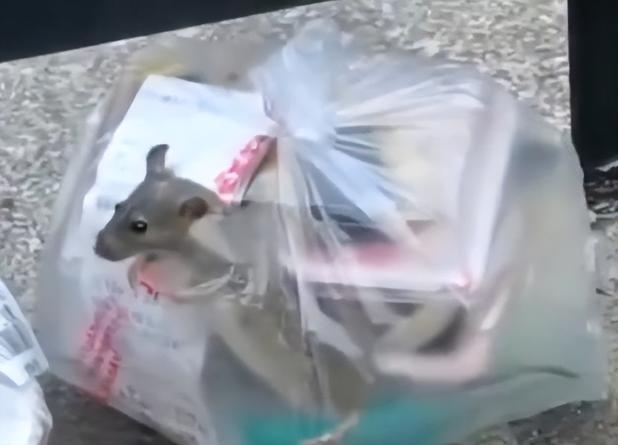 女子点外卖袋子里惊现活老鼠 (泸州市民外卖里发现老鼠)