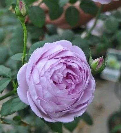 月季美图100张,月季花唯美高清图片大全