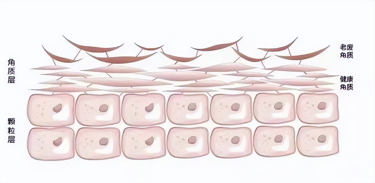 成分学科普,成分科普创意