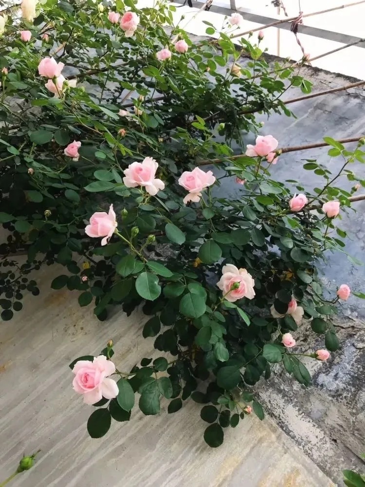 阳台上养这6种花一年四季闻清香,适合小院养的好看又常开花的花