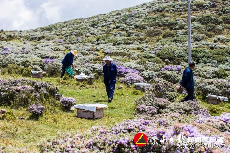 80后夫妻返乡创业闯出脱贫致富路,80后夫妻返乡创业甘当乡村园艺师