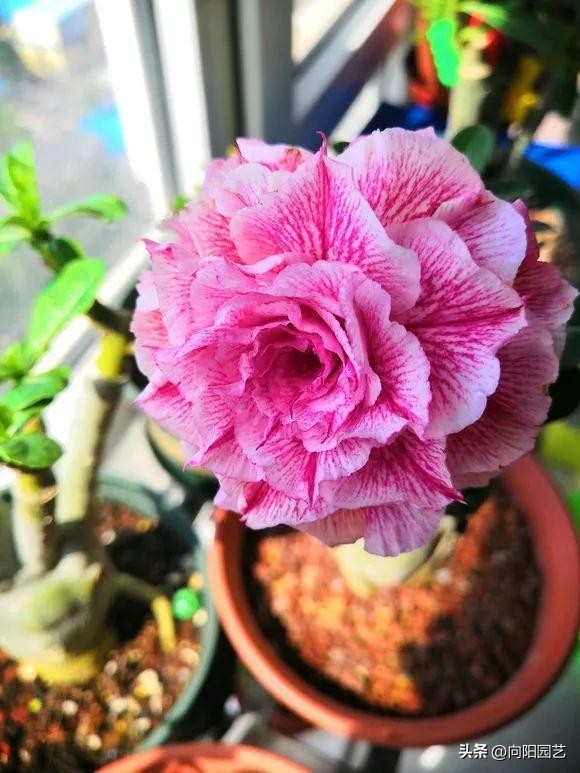 买花在哪个平台买比较便宜,网上买花哪里便宜