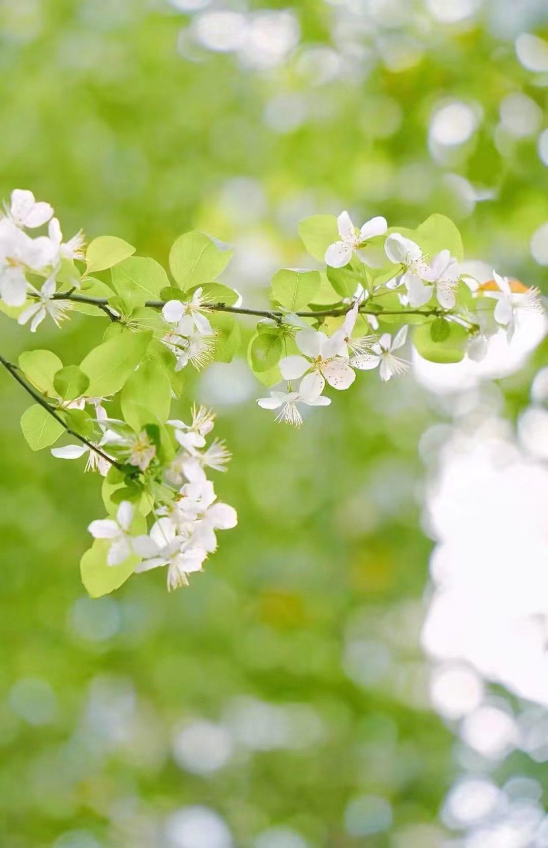 爱情最经典短的10首诗,十首最短爱情诗