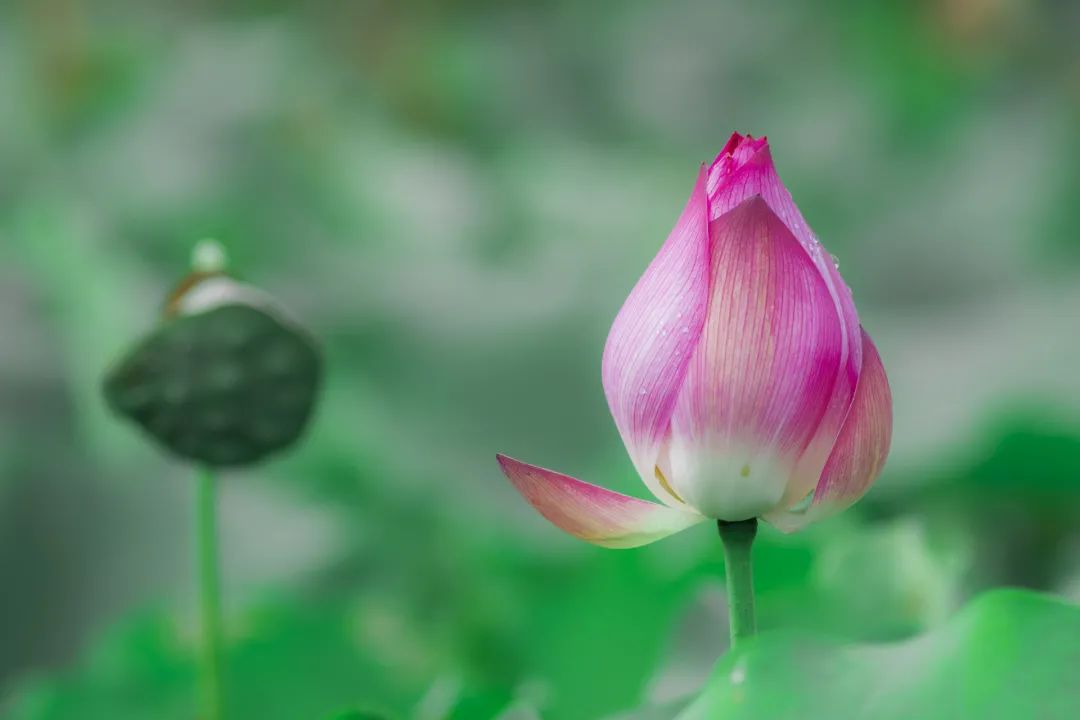 最美的莲花诗句,意境优美的莲花诗词