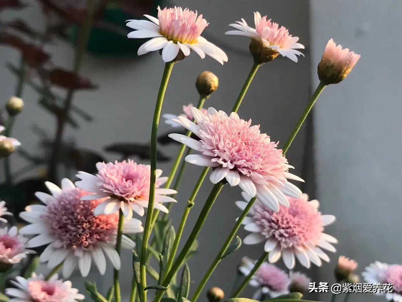 一丛黄菊花图片欣赏,五颜六色姹紫嫣红的鲜花