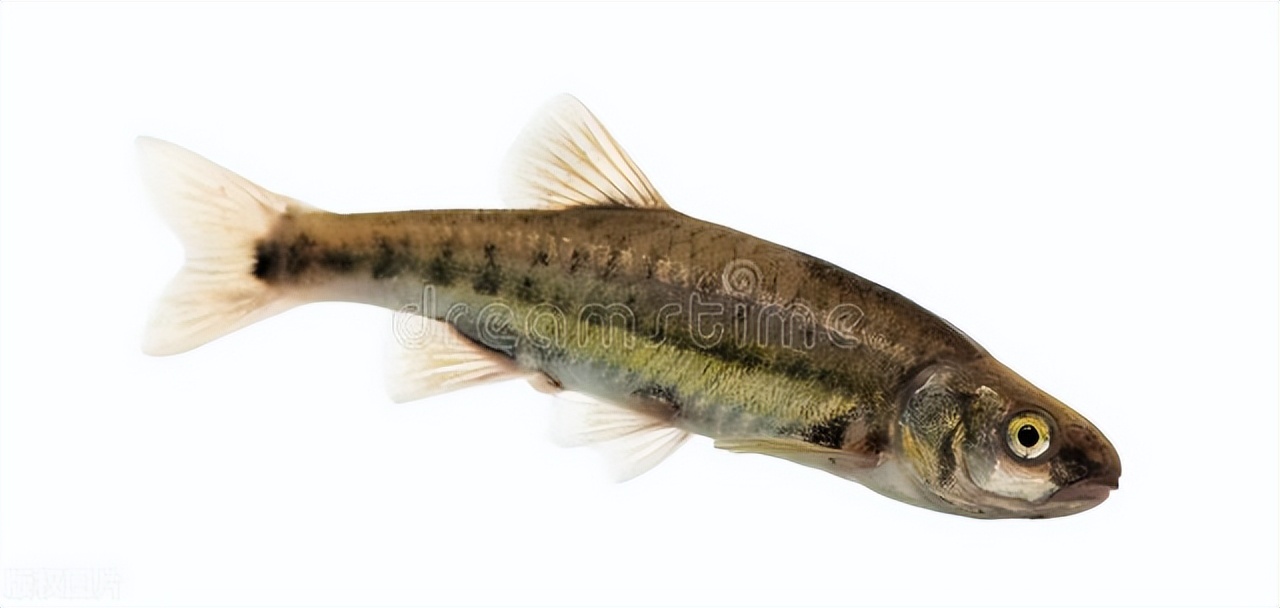 河里小鱼怎么才能抓到,小鱼在河里饲养