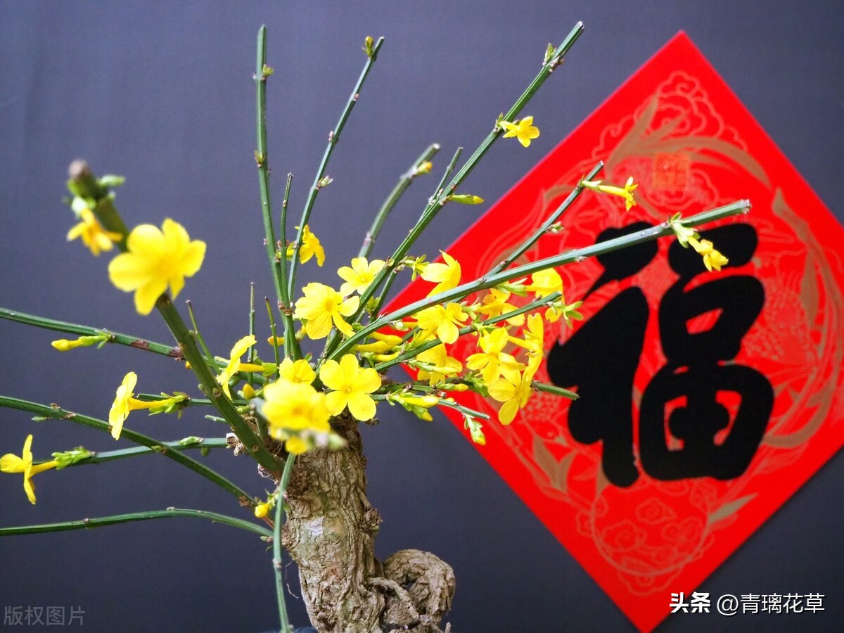 带名字的花卉大全,名字带有春字的花