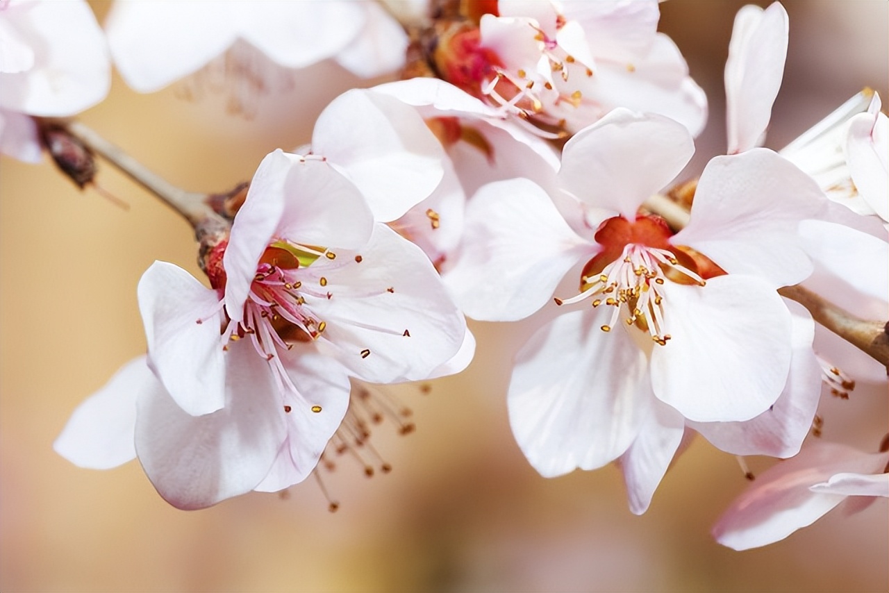 关于春天桃花的诗,一年四季桃花的诗句
