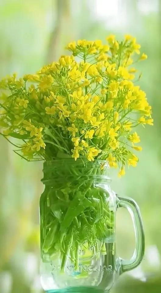 顶级绝美花朵壁纸娇艳欲滴的玫瑰,华为手机壁纸高清全面屏唯美花朵