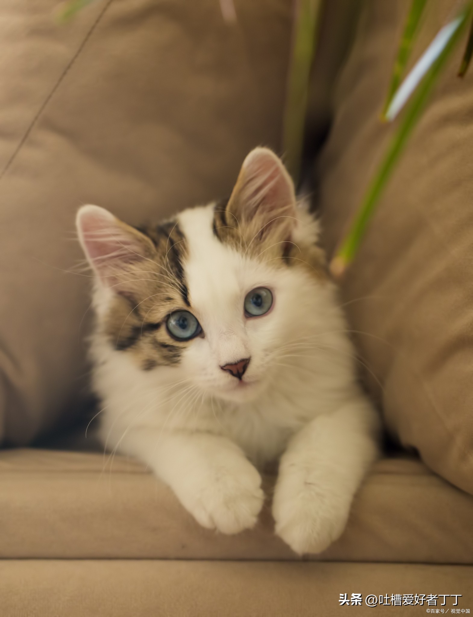 猫咪怎么定点撒尿,猫咪会定点大小便吗